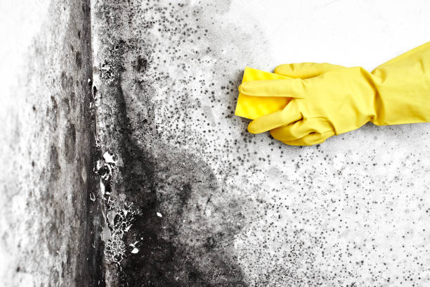 Best Emergency Mold Remediation in Malvern, AR