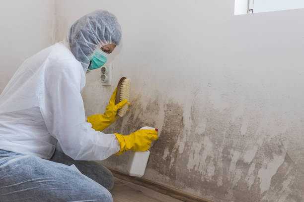 Best HVAC Mold Remediation in Malvern, AR