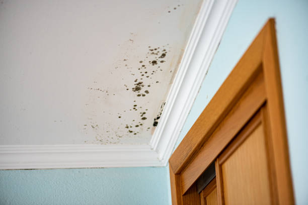 Best Insurance-Related Mold Remediation in Malvern, AR