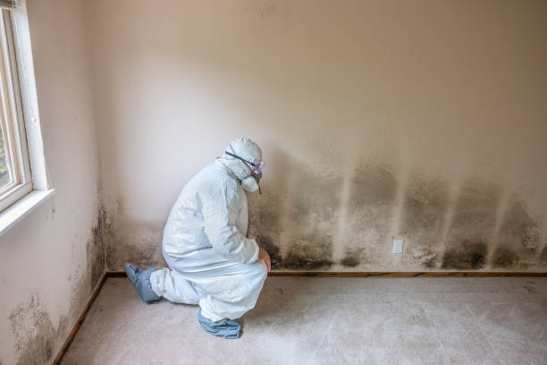 Best Attic Mold Remediation in Malvern, AR