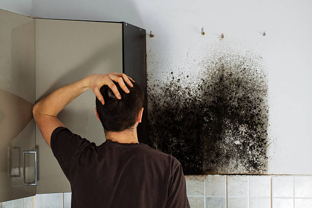 Best Emergency Mold Remediation in Malvern, AR