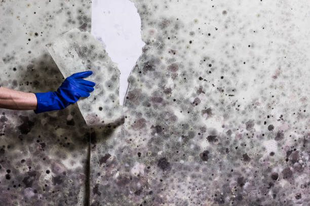 Best HVAC Mold Remediation in Malvern, AR